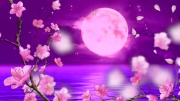 梅花腊梅花瓣飘落 水面圆月背景视频素材