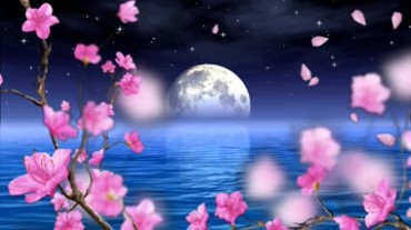 海上升明月 月亮桃花花瓣飘舞视频素材