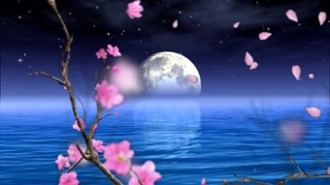 海上升明月 月亮桃花花瓣飘舞视频素材