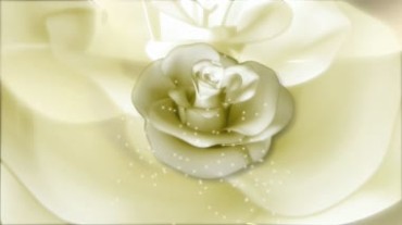 白色玫瑰花朵素净淡雅白玫瑰视频素材
