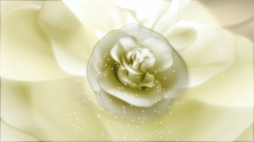 白色玫瑰花朵素净淡雅白玫瑰视频素材