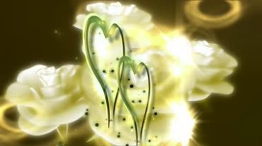 爱情心形桃心白玫瑰花背景视频素材