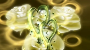 爱情心形桃心白玫瑰花背景视频素材