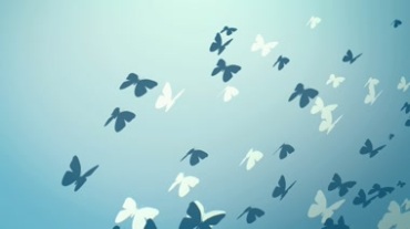 成群蝴蝶飞过无缝循环视频素材
