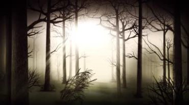 孤独森林光线穿透视频素材