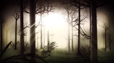 孤独森林光线穿透视频素材