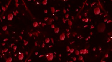 红色玫瑰花瓣雨高清视频素材