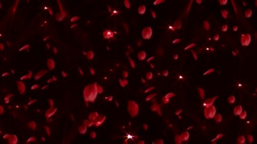 红色玫瑰花瓣雨高清视频素材