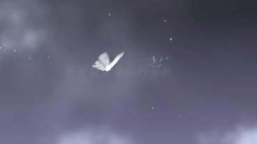 白色天使蝴蝶飞舞视频素材