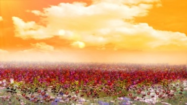 红花遍野红色花朵遍地开满花云朵白云视频素材