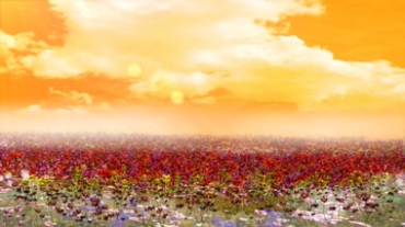 红花遍野红色花朵遍地开满花云朵白云视频素材