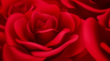 盛开的大朵玫瑰花簇拥在一起的视频素材