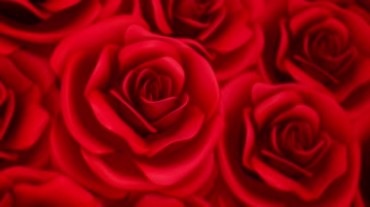 红色玫瑰花朵花瓣细节特写视频素材