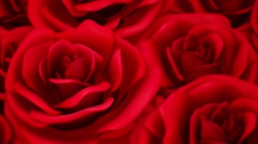 红色玫瑰花朵花瓣细节特写视频素材