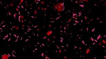玫瑰花瓣飘落洒落视频素材