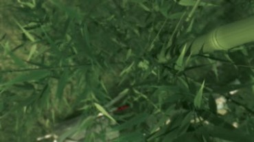 野外绿色竹子浪漫视频素材