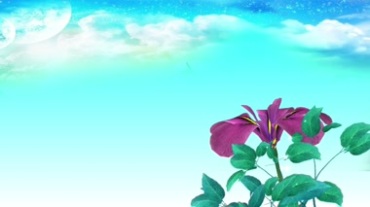 蓝天白天鲜花开花动态视频素材