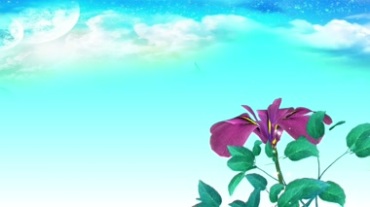 蓝天白天鲜花开花动态视频素材