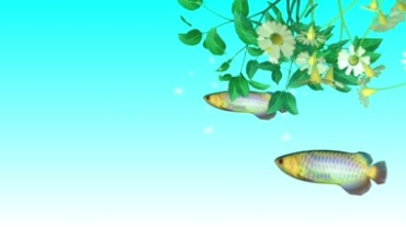 金龙鱼银龙鱼游动视频素材