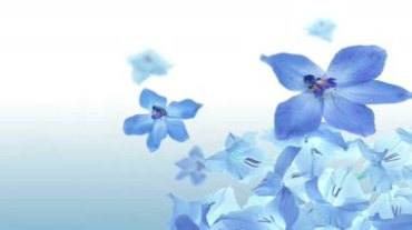 蓝色花朵小蓝花开花视频素材