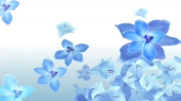 蓝色花朵小蓝花开花视频素材
