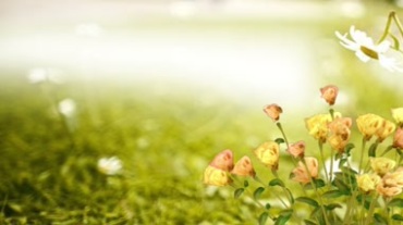 唯美绿色自然小花开花风景视频素材