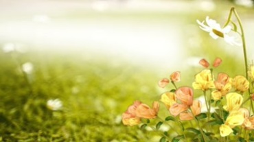 唯美绿色自然小花开花风景视频素材