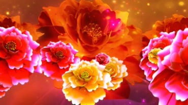 大朵鲜艳牡丹花开视频素材