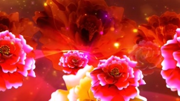 大朵鲜艳牡丹花开视频素材