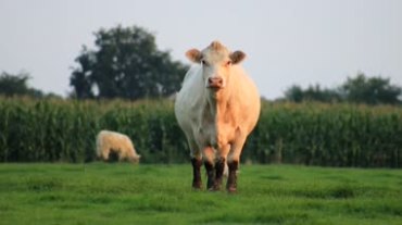 草原温和可爱小牛看着摄像镜头走动动物高清实拍视频素材