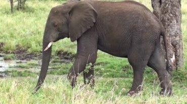 草原湿地生态动物可爱大象行走近距离记录动物生活高清实拍视频素材