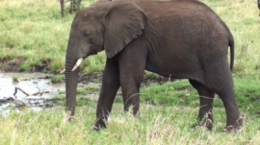 草原湿地生态动物可爱大象行走近距离记录动物生活高清实拍视频素材