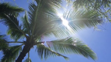 [4K]猛烈灿烂阳光照射穿越树木树叶自然景色仰视镜头视频素材