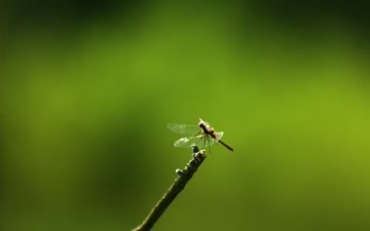 大自然森林蜻蜓树枝上飞翔慢动作虚化背景特写镜头视频素材