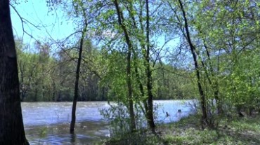 春天万物生长万物复苏森林公园河流绿树成荫植物生长视频素材