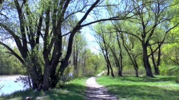 春天万物生长万物复苏森林公园河流绿树成荫植物生长视频素材