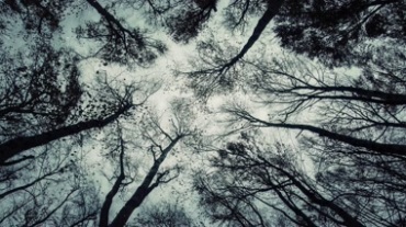 冬季森林树木仰拍雪花飘落镜头视频素材