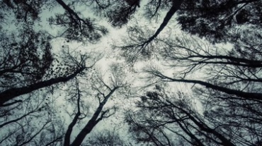 冬季森林树木仰拍雪花飘落镜头视频素材