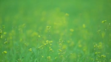 大自然森林草原花朵景色小动物采集自然风格视频素材
