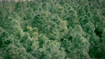 大自然森林草原花朵景色小动物采集自然风格视频素材