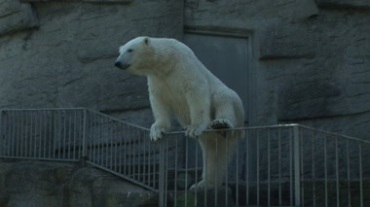 动物园呆萌北极熊扶护栏站立爬行动物活动特写视频素材