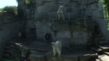 动物园呆萌北极熊扶护栏站立爬行动物活动特写视频素材