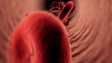 人体血管内的血管壁血红蛋白教学动画视频素材