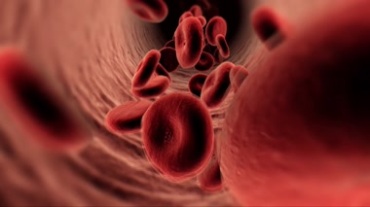 人体血管内的血管壁血红蛋白教学动画视频素材