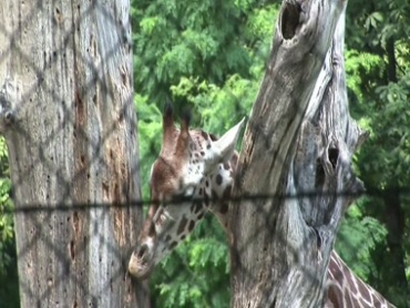 公园游客观赏长颈鹿动物系列树上寻找觅食视频素材