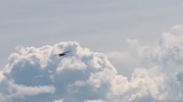 高空中老鹰拍打翅膀飞翔雪白云层风景动物生活视频素材