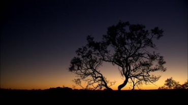 太阳升起前清晨的树木剪影视频素材