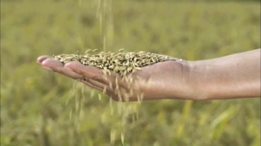稻谷麦粒收获视频素材