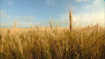 成熟的麦穗地麦田视频素材