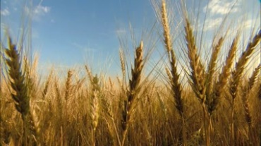 成熟的麦穗地麦田视频素材